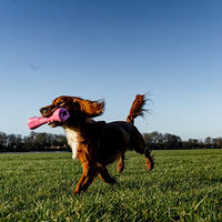 Produktbild von Beco Kauspielzeug Spielknochen aus Naturkautschuk Blau Größe M für Senior Hunde