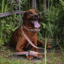 Beeztees Beutelspender Balacron Rosa inklusive 20 Kotbeutel für Hund - 20 Stk. – Bild 1 von 2