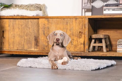 Beeztees Dental-Hantel Kauspielzeug für Welpen aus Gummi Rosa – Bild 1 von 3