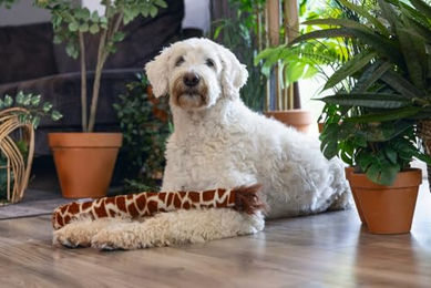 Beeztees Dschungel Giraffenschwanz Hundespielzeug aus Plüsch in Braun – Bild 1 von 5