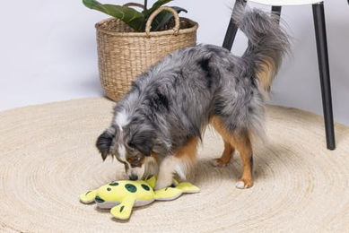 Beeztees Hide and Seek Frosch Intelligenzspielzeug aus Plüsch für Hunde Grün – Bild 1 von 7