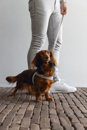 Beeztees Hundegeschirr Velours Grau Größe S mit Brustumfang 52 cm – Bild 1 von 5