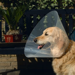 Beeztees Hundeschutzkragen aus Kunststoff Transparent Größe L 38-44 x 20 cm – Bild 1 von 2