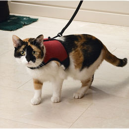 Beeztees Katzengeschirr Comfort Rot – Bild 1 von 6