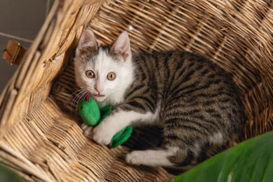 Beeztees Katzenspielzeug Dschungel Craza aus Plüsch Grün Gelb Bunt – Bild 1 von 6