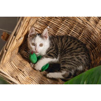 Produktbild von Beeztees Katzenspielzeug Dschungel Craza aus Plüsch Grün Gelb Bunt