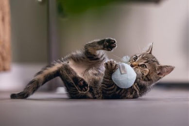 Beeztees Katzenspielzeug Rizo Plüschball mit Feder für Kitten 5cm Mint - 5 cm – Bild 1 von 4