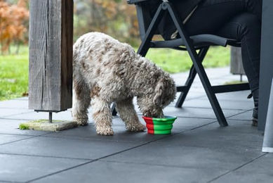 Beeztees Reisenapf aus Silikon für Hunde Grün 750ml - 0,75 l – Bild 1 von 2