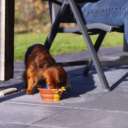 Produktbild von Beeztees Reisenapf aus Silikon für Hunde rot 750ml - 750 ml