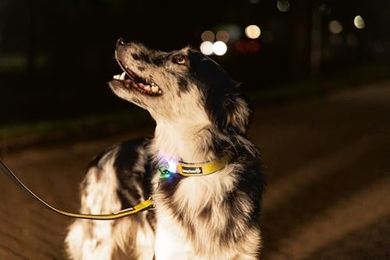 Beeztees Safety Gear Parinca Premium LED Hundehalsband aus Nylon gelb 35-40 x 2 cm – Bild 1 von 4