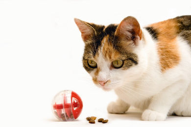 Beeztees Twirly Snackball für Katzen aus Kunststoff in Rot 5,5 cm – Bild 1 von 2