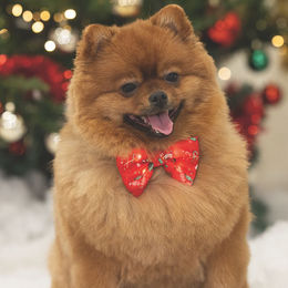 Beeztees XMAS LED Leuchtanhänger und Schleife für das Halsband aus Silikon in Rot Weiß oder Bunt – Bild 1 von 6