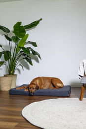 Beeztees Zira Orthopädisches Hundekissen mit Memory Foam Grau – Bild 1 von 13