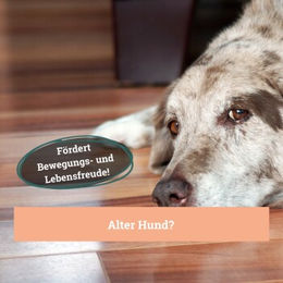 Produktbild von BeG Buddy Gelenktabletten für Hunde mit Grünlippmuschel zur Unterstützung der Gelenke 150g - 150 g