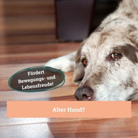 Produktbild von BeG Buddy Gelenktabletten für Hunde mit Grünlippmuschel zur Unterstützung der Gelenke 150g - 150 g