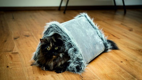 BELLA CASA CAT BONBON Katzentunnel 2 in 1 – Bild 1 von 1