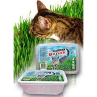 Produktbild von BENEK Katzengras Trichter aus transparentem Kunststoff