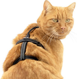 Beroni Safety Harness Pro Ausbruchsicheres Sicherheitsgeschirr für Katzen und Hunde mit Reflektoren – Bild 1 von 4