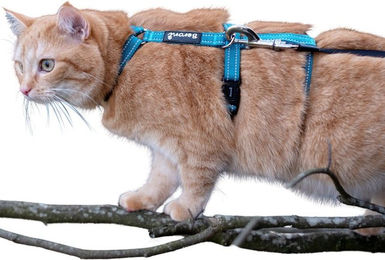 Beroni Safety Harness Pro Ausbruchsicheres Sicherheitsgeschirr für Katzen und Hunde mit Reflektoren – Bild 1 von 4