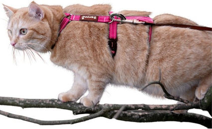 Beroni Safety Harness Pro Sicherheitsgeschirr für Katzen und Hunde mit Reflektierung und ausbruchsicherem Design – Bild 1 von 4