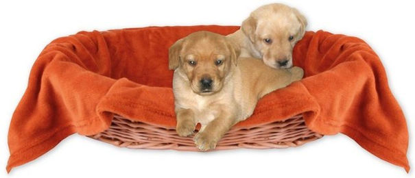 Bestlivings Kuschel-Tierdecke für Hunde und Katzen aus Polyester in Orange – Bild 1 von 3