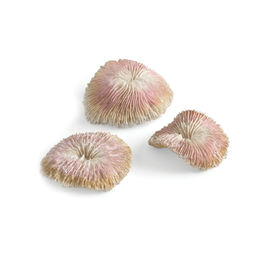Produktbild von biOrb Plattenkorallen Set Rosa Natur Kunstpflanze für Meerwasser Aquarien