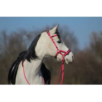 Produktbild von Biotack T de T Sidepull Zaumzeug aus Biothane für Vollblut in Lila oder Rosa