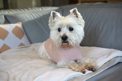 Bobby Pullover Roulotte Rosa XL – Bild 1 von 2