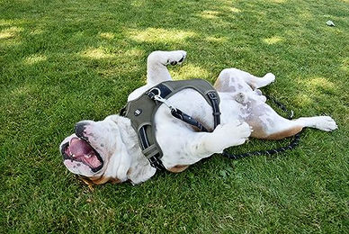 Bobby Rando Walk Hundegeschirr aus Nylon, reflektierend und verstellbar, Orange, S (32–48 x 1,6 cm) – Bild 1 von 2