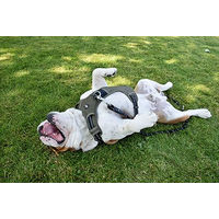 Produktbild von Bobby Rando Walk Hundegeschirr aus Nylon, reflektierend und verstellbar, Orange, S (32–48 x 1,6 cm)