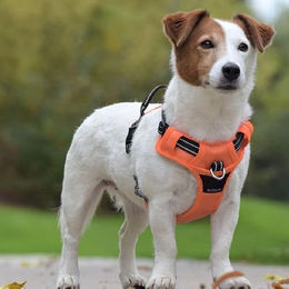 Bobby Rando Walk Hundegeschirr aus Nylon reflektierend verstellbar Rot Größe M – Bild 1 von 4