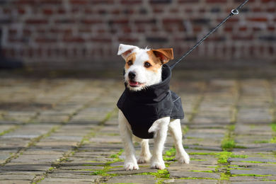 Produktbild von Bobby Wattierte Jacke Ride Schwarz XL