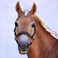 Produktbild von Bridlery Eternity Lederhalfter für Warmblut Pferde