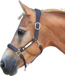 Produktbild von Bridlery Eternity Lederhalfter für Warmblut Pferde in Braun oder Schwarz