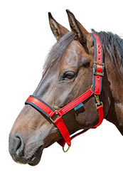 Produktbild von Bucas Comfort Halfter für Ponys aus Kunstleder in Rot/Schwarz