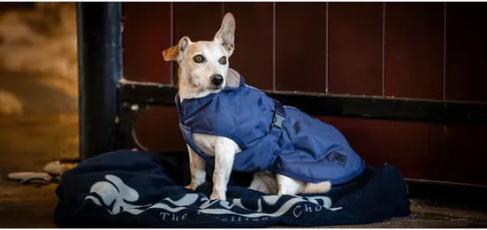 Bucas Cosy Dog Rug Hundemantel Winter wasserdicht Blau – Bild 1 von 2