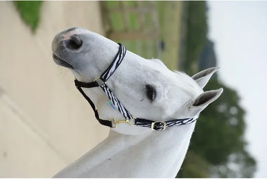 Bucas Dublin Halfter für Pferde Zebra Black aus Stoff – Bild 1 von 5