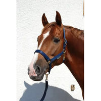 Produktbild von Bucas Dublin Halfter für Ponys in Blau mit Gold
