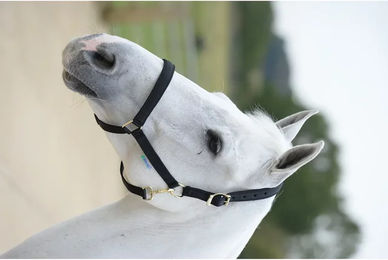 Bucas Dublin Halfter für Warmblut in Schwarz – Bild 1 von 5