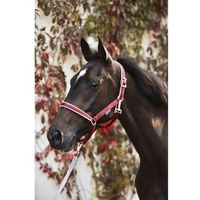 Produktbild von Bucas Dublin Nylonhalfter für Ponys in Silver/Wine