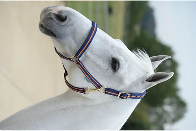 Bucas Dublin Pferdehalfter aus Leder für Warmblut in Blau oder Orange – Bild 1 von 3