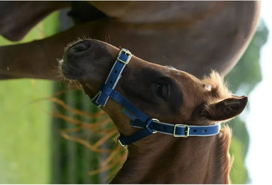 Bucas Dublin Pferdehalfter aus Nylon in Blau/Silber für Warmblut – Bild 1 von 4