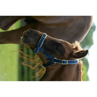 Produktbild von Bucas Dublin Pferdehalfter aus Nylon in Blau/Silber für Warmblut