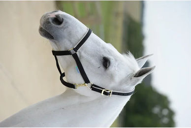 Bucas Dublin Ponyhalfter für Pferde Schwarz Silber – Bild 1 von 5