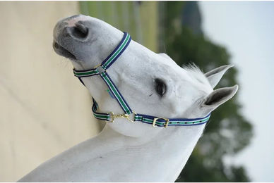 Bucas Dublin Ponyhalfter gestreift Navy Blau – Bild 1 von 6