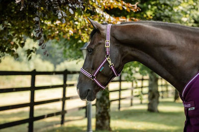 Bucas Foal Halter Dublin Fohlenhalfter Blackberry – Bild 1 von 1