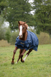 Bucas Irish Turnout Weidedecke für Pferde 150g Navy Gold Größe M – Bild 1 von 7