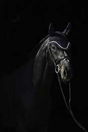 Produktbild von Bucas Ohrenhaube für Pferde Navy/Gold