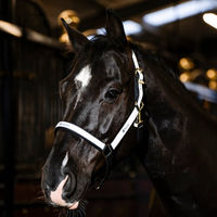 Produktbild von Bucas Reflectglow Halfter Größe Pony
