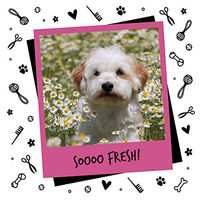 Produktbild von Bugalugs Eau de Toilette Hundeparfüm Baby Fresh 200 ml Vegan und pH-hautneutral - 200 ml